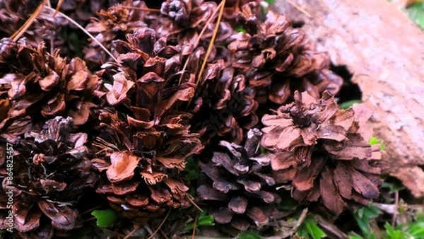 Fototapeta close up of pile of various shape dried pine cones, christmas background concept