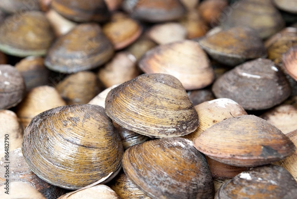 Obraz Stacked fresh raw clams.