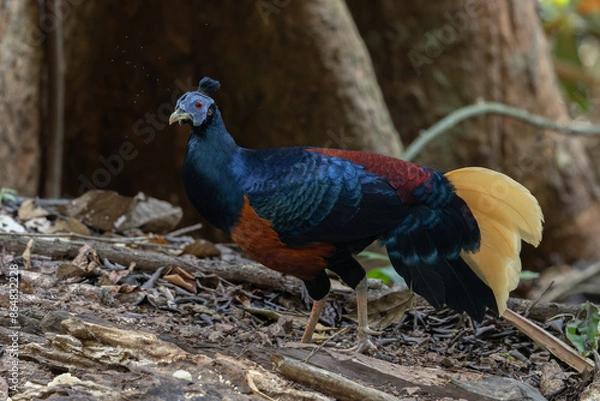 Fototapeta A magnificent Bornean Crested Fireback, scientifically known as Lophura ignita, stands proud in the dappled sunlight of the Bornean rainforest
