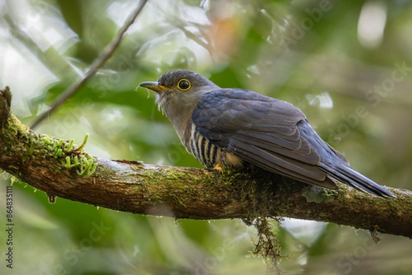 Fototapeta nature wildlife of sunda cuckoo bird serenading nature with its melodic call, creating a harmonious moment in the heart of the wilderness