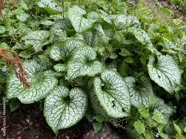 Obraz Caucasian forget-me-not, Brunnera, macrophylla