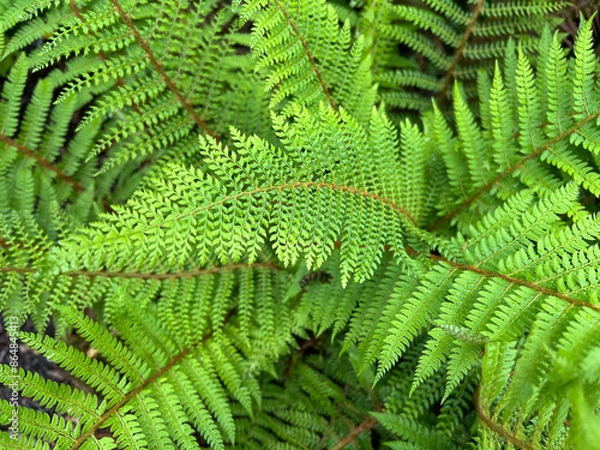 Fototapeta Shield fern, Polystichum setiferum