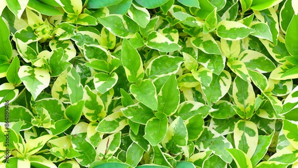 Fototapeta Seamless background - Seamless nature background pattern
