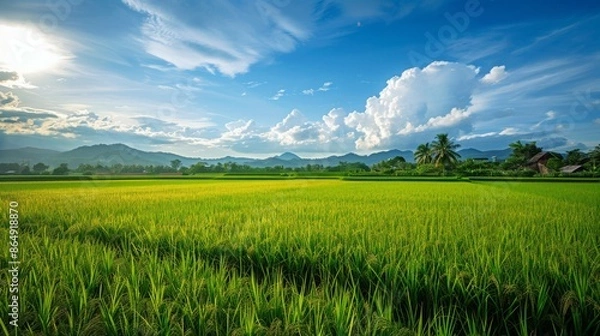 Obraz Beautiful morning Panorama Landscape paddy field