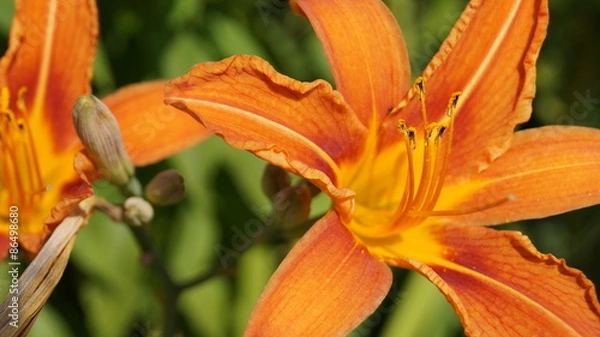 Fototapeta Природа