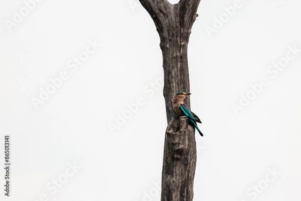 Obraz Indian Roller sitting on a tree.