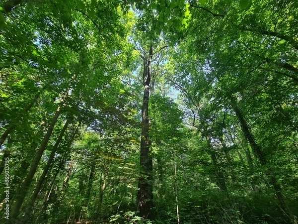 Obraz wonderful trees in Plänterwald Forest Landscape