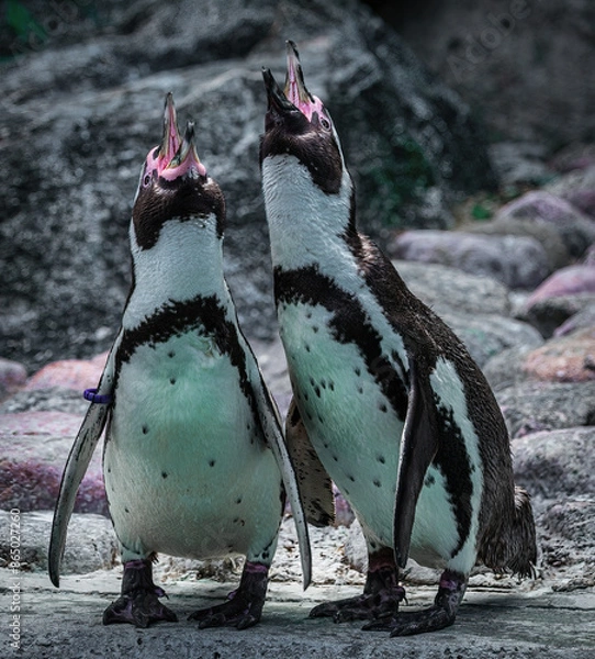 Obraz Penguins