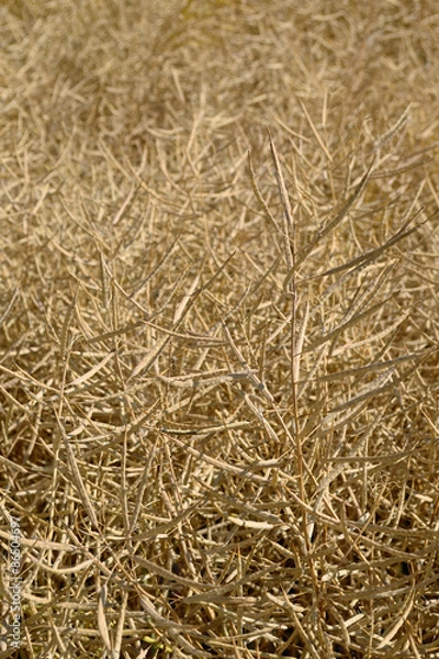 Obraz Rapsfeld trocken, h.