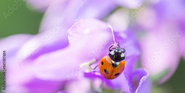 Obraz Ladybug on a purple flower. A small red insect with black dots on its back crawls on a beautiful flower.