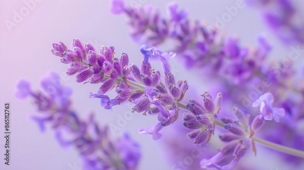 Fototapeta A cluster of purple lavender flowers, against a soft lavender background.