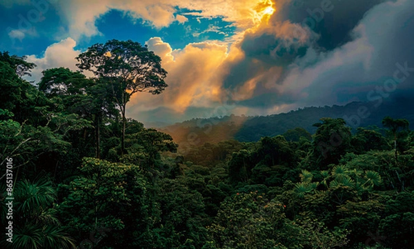 Fototapeta 熱帯雨林　空撮