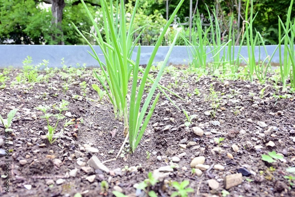 Obraz junger Schnittlauch
