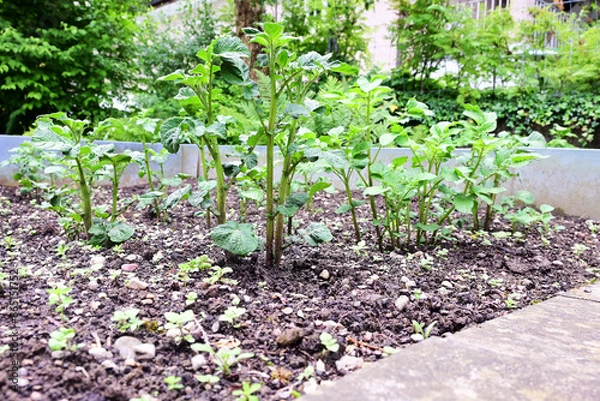 Obraz junger Tomaten Strauch 