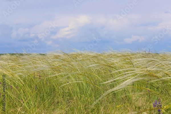 Fototapeta Meadow overgrown with feathergrass in the windy day as a summer background