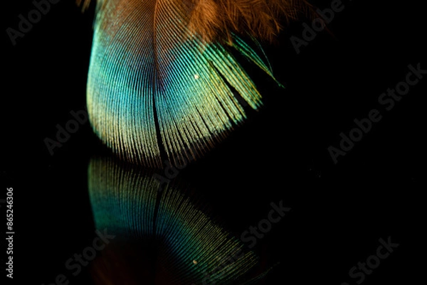Fototapeta Photograph of peacock feathers consisting of blue, blue, white, and brown that are reflected through black glass.
