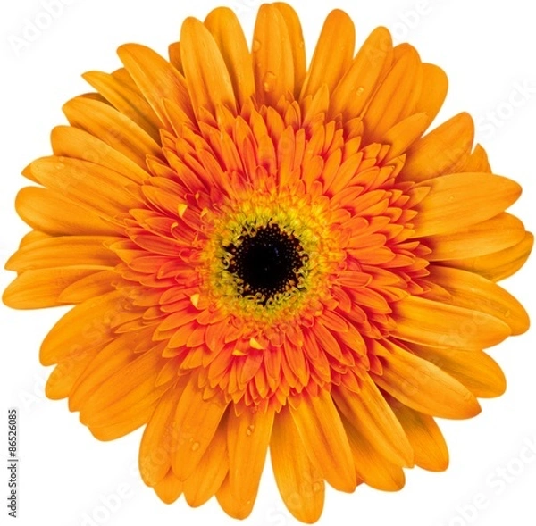 Obraz Gerbera Daisy, Daisy, Pink.