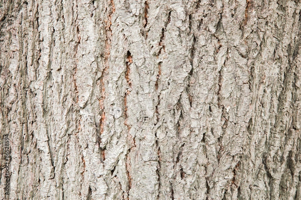 Obraz tree bark background