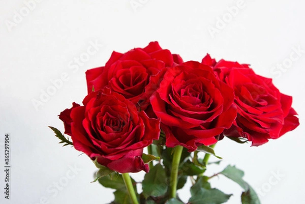 Fototapeta 赤いばら