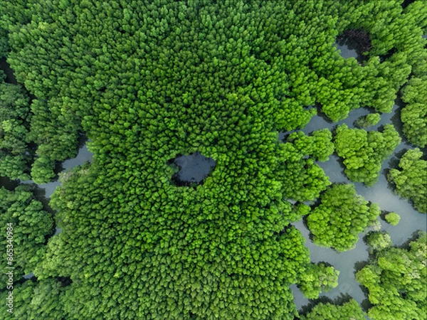 Obraz View from above, aerial shot, stunning view of Ao Phang Nga (Phang Nga Bay) National Park with a river flowing through a mangrove forest Thailand.