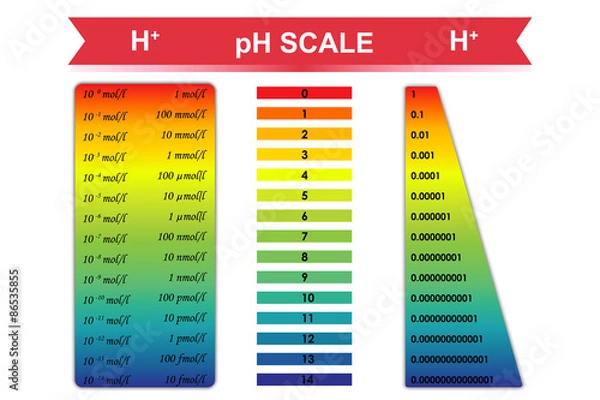 Obraz pH scale chart vector illustration