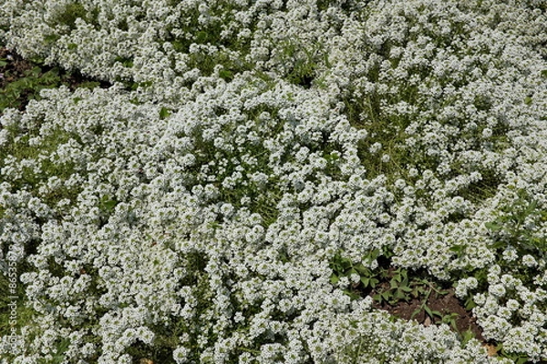 Fototapeta massif fleuri
