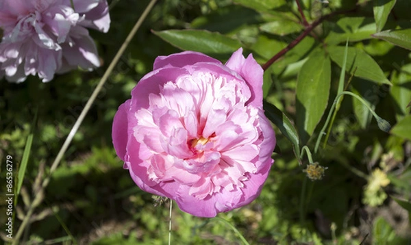Fototapeta Pfingstrose - Bauernrose in Pink Im Naturgarten