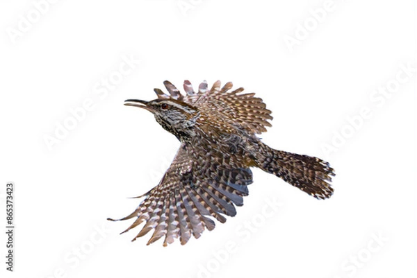 Fototapeta Cactus Wren (Campylorhynchus brunneicapillus) Photo, in Flight, Against a Transparent PNG Background