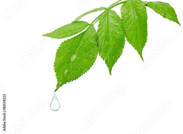 Obraz dew drop on a leaf the isolated