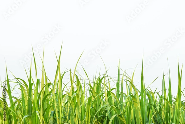 Fototapeta Sugar cane leaf on isolated white background