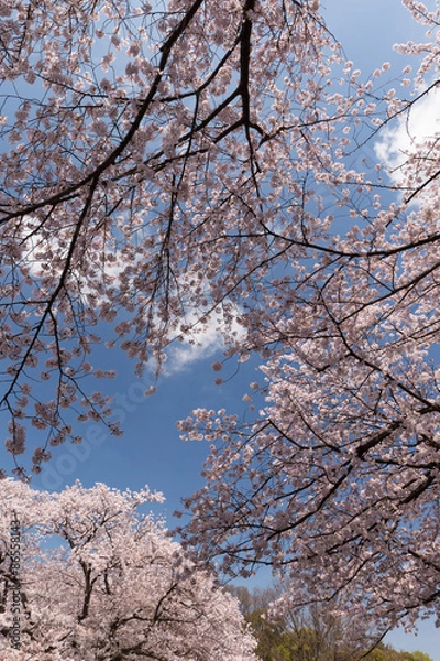 Fototapeta 上野公園の桜並木