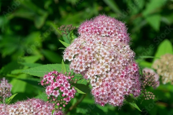 Obraz Spirea