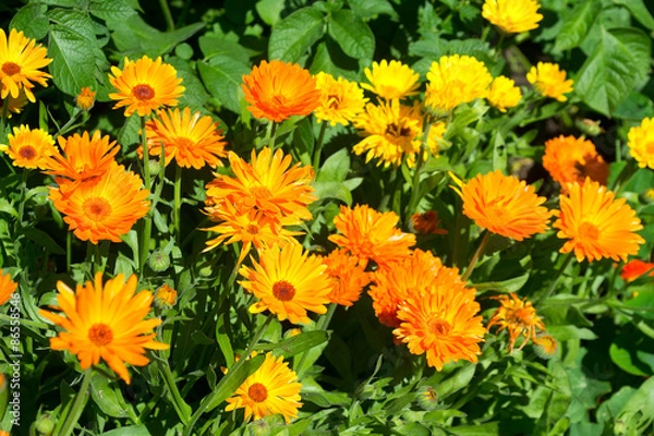 Obraz Calendula