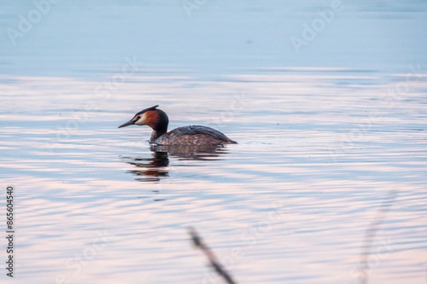 Fototapeta The waterfowl bird Great Crested Grebe swimming in the calm lake
