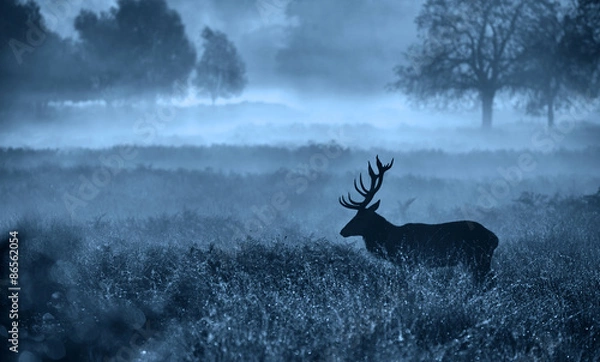 Obraz Krajobraz sylwetki Misty Deer