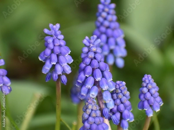 Obraz blue hyacinth flower