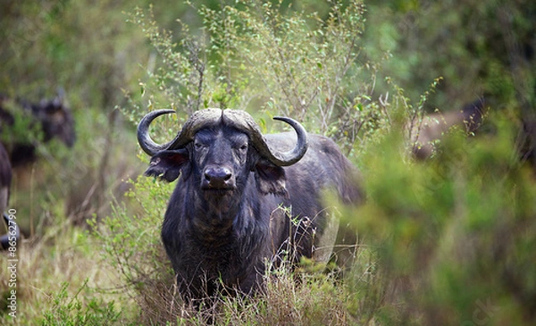 Obraz A large male water buffalo