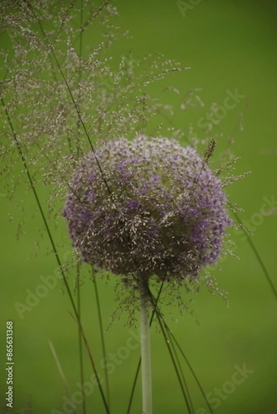 Obraz Kwitnący czosnek makro