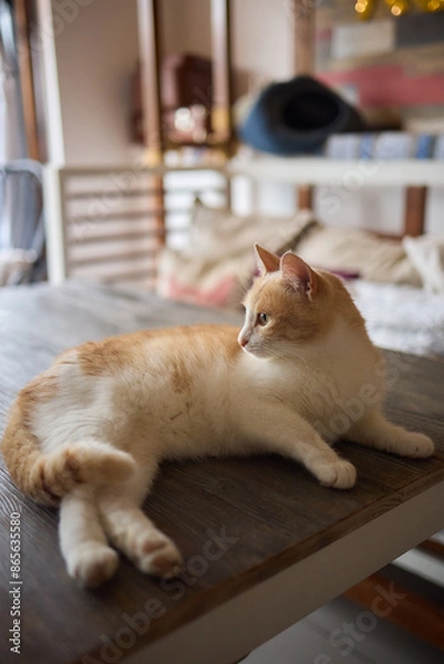 Obraz Felidae sitting on wooden chair on table, with fawn fur and whiskers