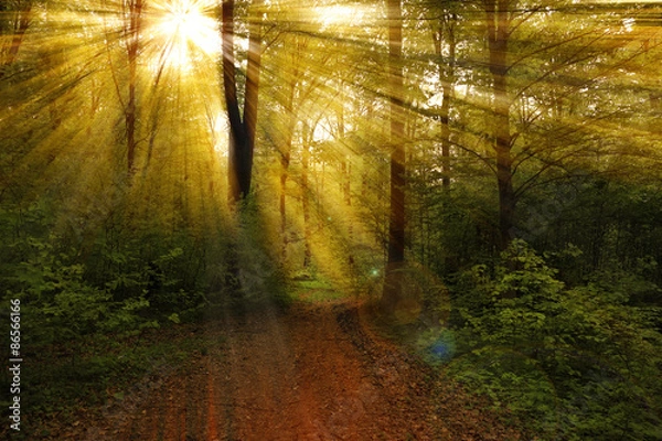 Obraz Beautiful rays in the spring forest
