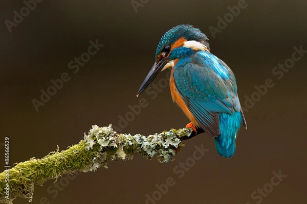 Obraz kingfisher