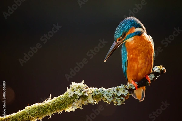 Obraz kingfisher