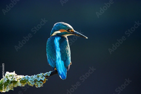 Obraz kingfisher