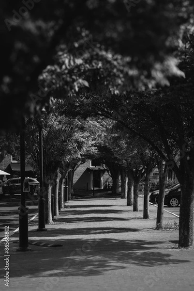Obraz trees creating a tunnel over a sidewalk