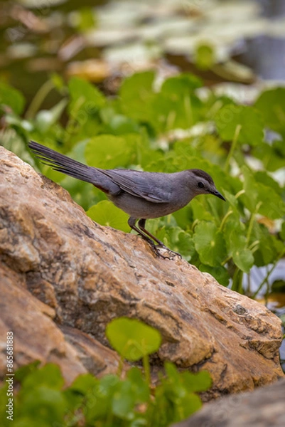 Obraz grey catbird on a rock