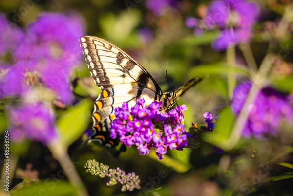 Obraz butterfly on a flower