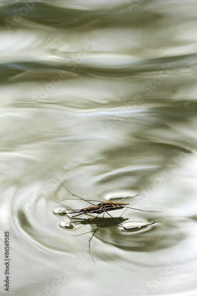 Obraz Common Pond Skater