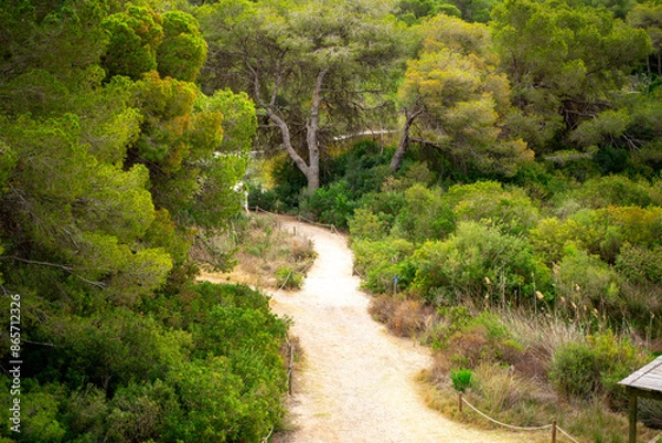 Obraz road in the forest