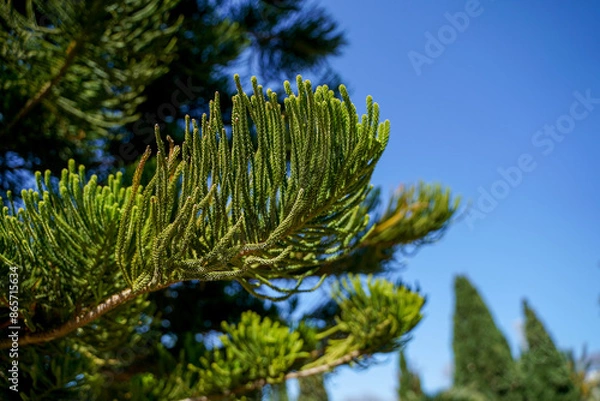 Fototapeta Coniferous tree branch