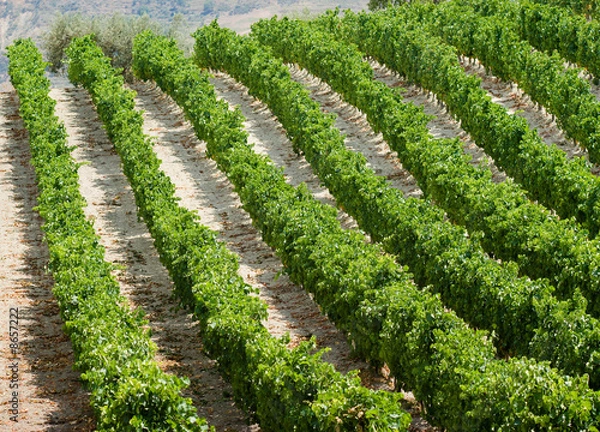 Fototapeta rows of plants of grapevine in Sicily